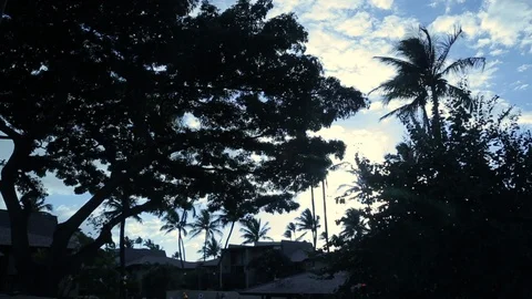 Hawaii Evening Light Palm Trees Stock Footage 108946376