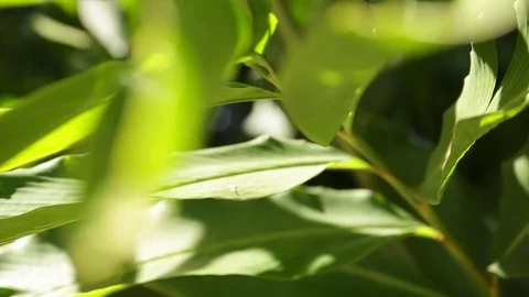 Hawaii exotic flower Stock Footage 73976375