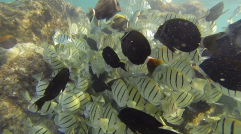Hawaii fish school tropical Stock-Footage 56777566
