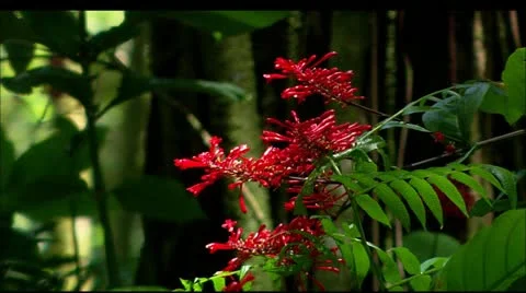 Hawaii flower Stock Footage 22646802