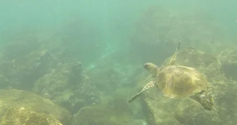 Hawaii following turtle Stock Footage 92473551