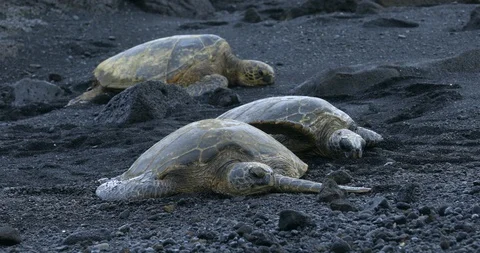 Hawaii Stock Footage 86607076