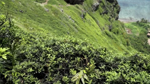 Hawaii Stock Footage 264628404