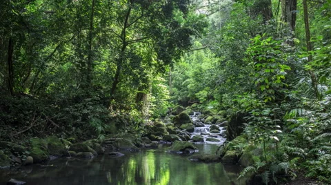 Hawaii Forest with Stream Stock Footage 68687773