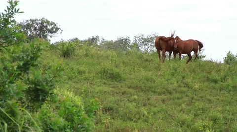 Hawaii island Video stock 44971838