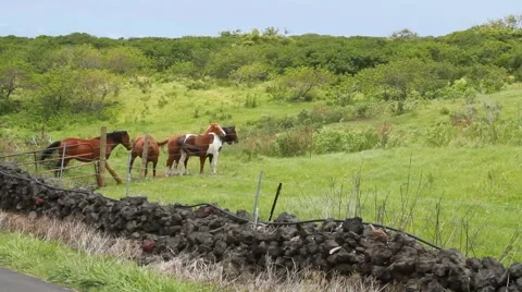 Hawaii island Video stock 44972704
