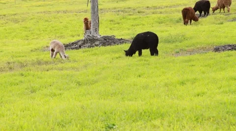 Hawaii island Llamas Video stock 44972715