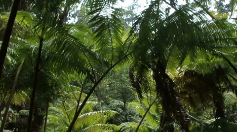 Hawaii Jungle Stock Footage 5770407