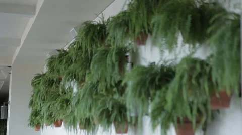 Hawaii Lanai Video stock 40268617