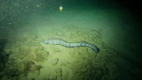 Hawaii Night Diving Underwater Eel Shot 動画素材 262680402