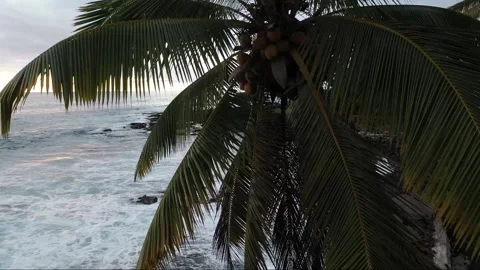 Hawaii Palm tree with coconuts Video stock 145104974