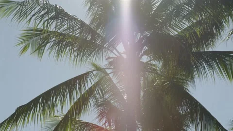 Hawaii Palm tree Vidéo 172228897