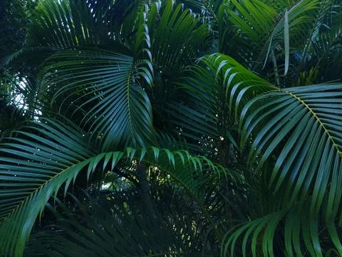 Hawaii palm tree Stock Photos