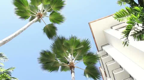 Hawaii  palm trees Video stock 11081837
