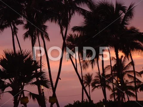 Hawaii Palm Trees Stock Photos