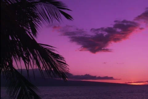 Hawaii Palms Stock Footage 343710