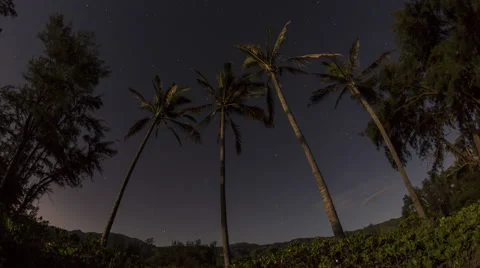 Hawaii Palms at Night Stock Footage 68685657