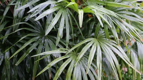 Hawaii Rain Stock Footage 86759673