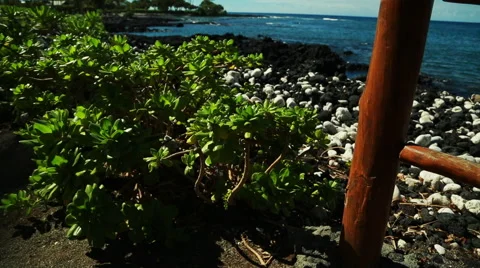 Hawaii scenics Stock-Footage 49833033