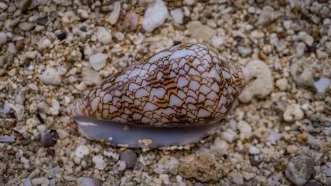 Hawaii Shell Stock Photos