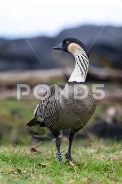 Hawaii State Bird Nene Hawaiian Goose Stock Photos