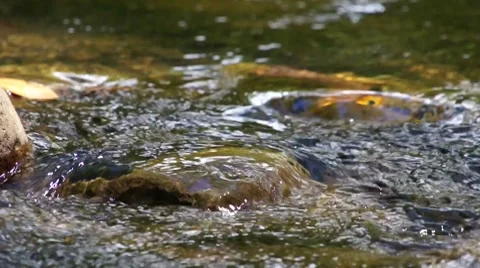 Hawaii stream close-up 動画素材 7920515