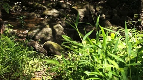 Hawaii-stream2 動画素材 7905040