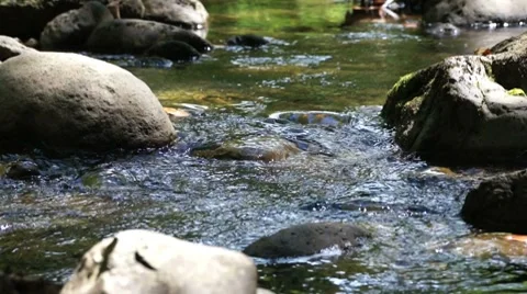 Hawaii-stream4 動画素材 7904885