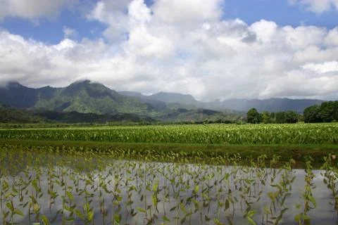 Hawaii Taro Fields Stock Photos