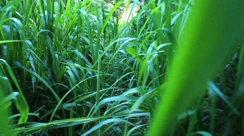 Hawaii-trail Stock Footage 7904790