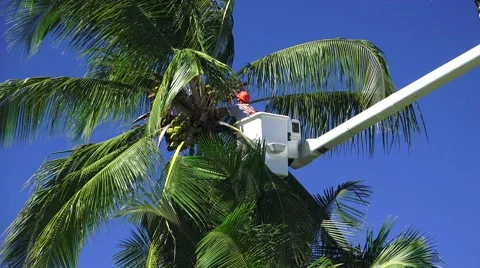  Hawaii , trimming and securing coco nut trees Vidéo 56794685