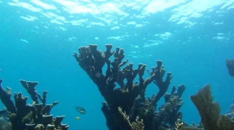 Hawaii: Underwater Stock Footage 7754897