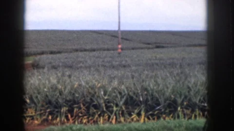 HAWAII USA-1959: Pineapple Fields and Red Crane in Vintage 8mm Footage Stock Footage 120981833