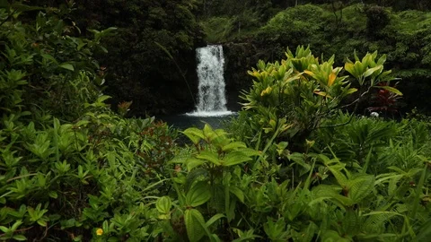 Hawaii Waterfall within a Forest Stock Footage 115510596