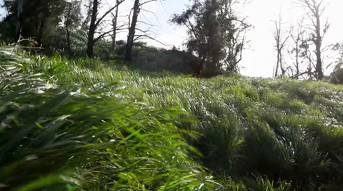 Hawaii wind blows through grass on the north coast of Maui 1 Stock Footage 38714590