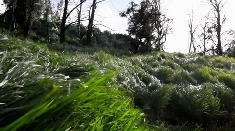 Hawaii wind blows through grass on the north coast of Maui 22 Stock Footage 38714923