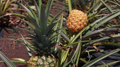 Hawaii yellow pineapples Stock Footage 40667759