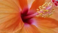 Hawaiian Aloha Flower Macro 4K Video. Tropical Nature Stock Footage
