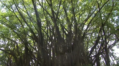 Hawaiian Banyan Tree Stock Footage 5241631