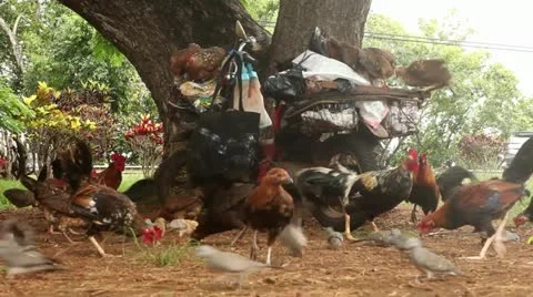 Hawaiian Chickens Roosters Birds eating on and by an old Motorcycle Stock Footage