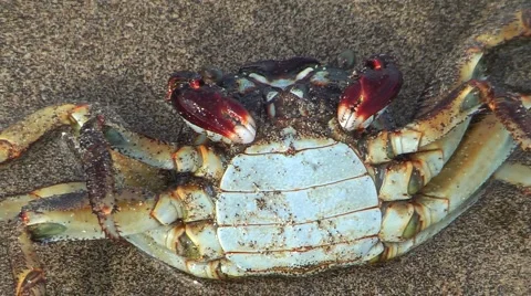 Hawaiian Crab Stock Footage 1067697