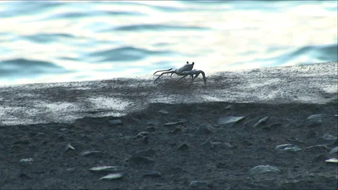 Hawaiian Crap on the beach Stockbeeldmateriaal 292111485