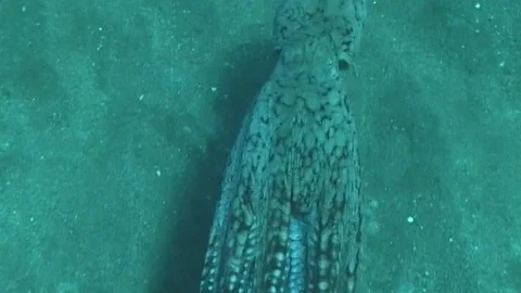 Hawaiian day octopus Stock Footage 106688989