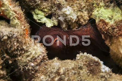 Hawaiian Day octopus (Octopus cyanea) Stock Photos