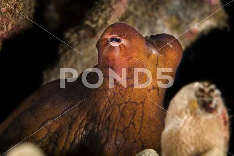 Hawaiian Day octopus (Octopus cyanea) Stock Photos