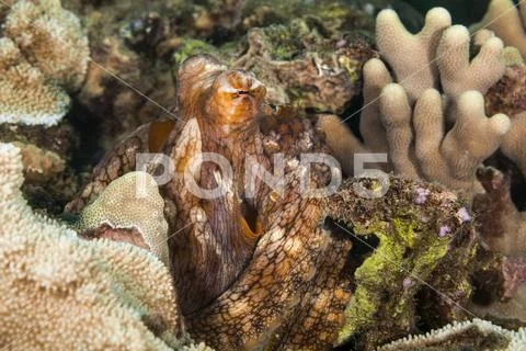 Hawaiian Day octopus (Octopus cyanea) Stock Photos