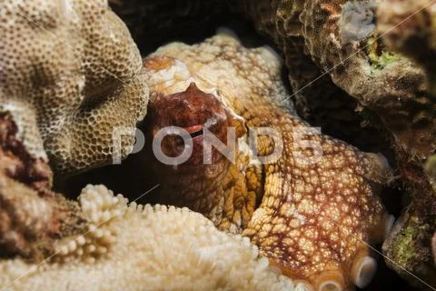 Hawaiian Day octopus (Octopus cyanea) Stock Photos