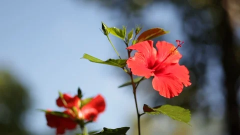 Hawaiian Flower Stock Footage 104783790