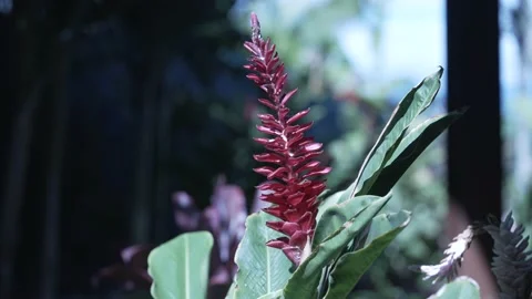 Hawaiian Flower Stock Footage 231838905