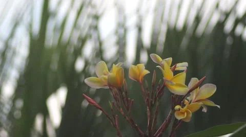 Hawaiian Flowers Stock Footage 50938657